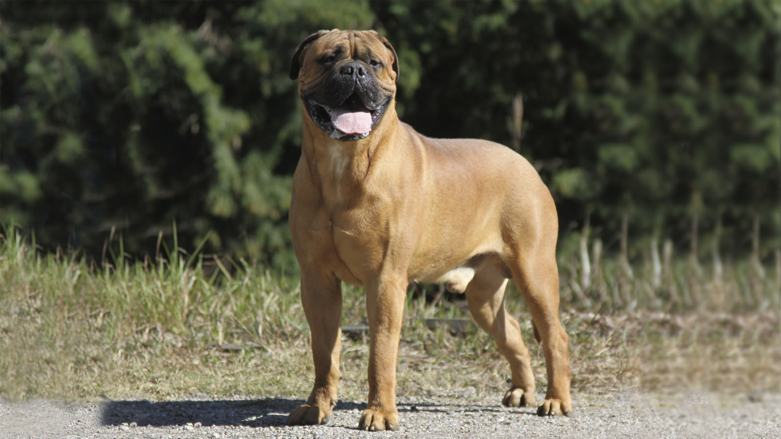 ブルマスティフ ブリーダー CORNICHE BULLMASTIFFS - CORNICHE BULLMASTIFFS