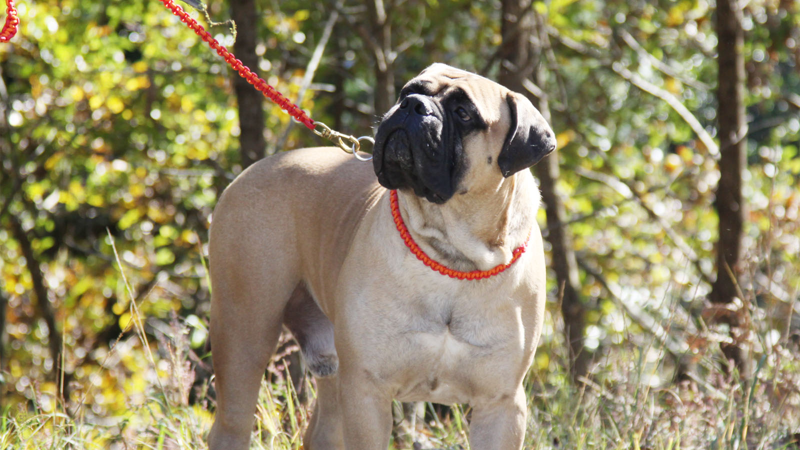 ブルマスティフ ブリーダー Corniche Bullmastiffs Corniche Bullmastiffs